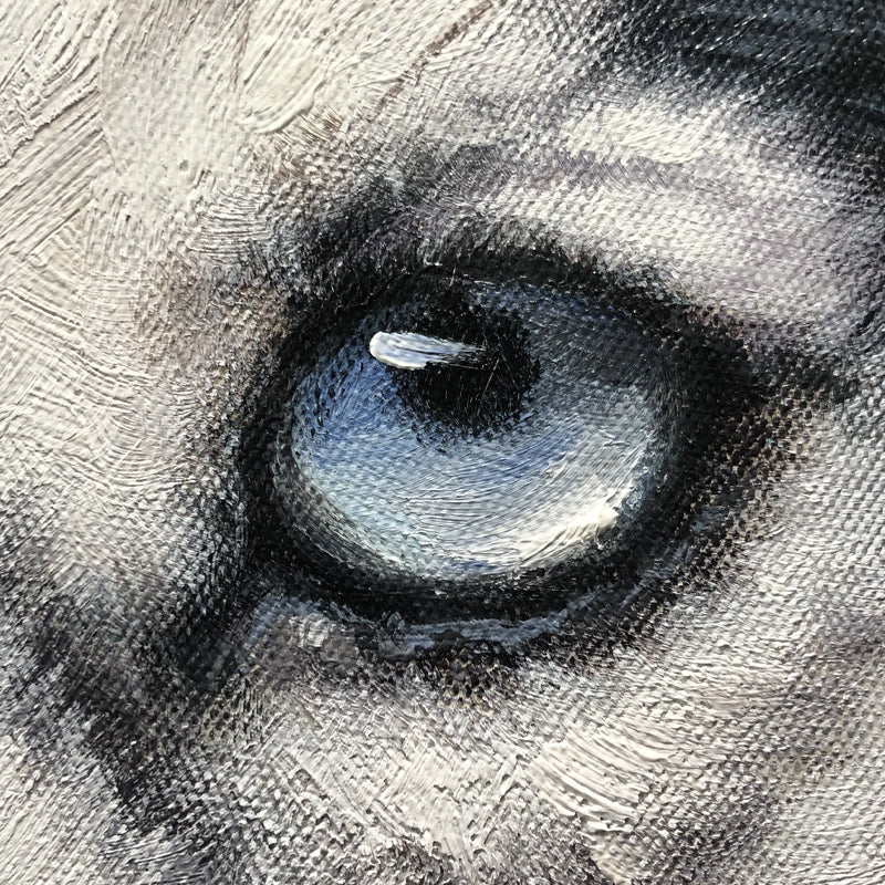 North Pole - Kline Collective