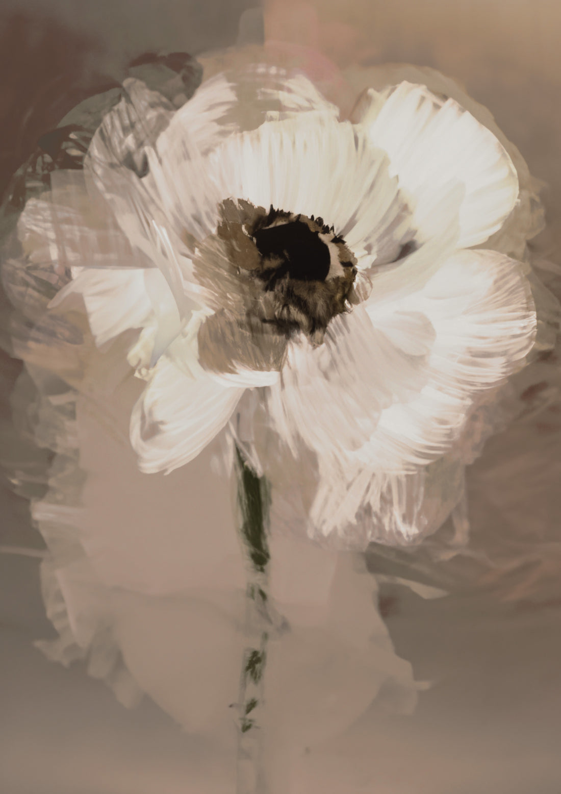 Marguerite en sourdine