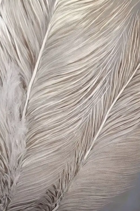 Silver Feather