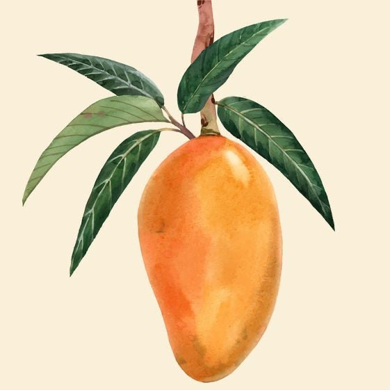 Mango - Hand Painting